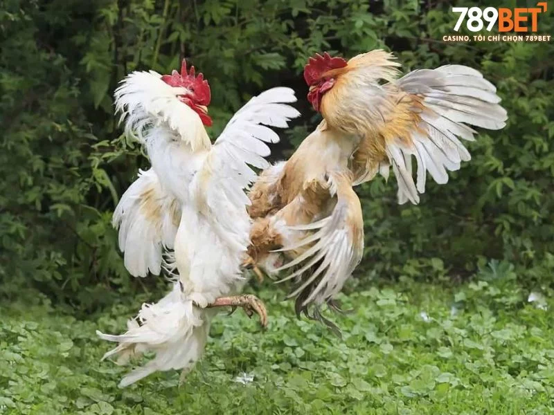 Các đòn đánh hiểm hóc trong nghệ thuật đá gà đòn