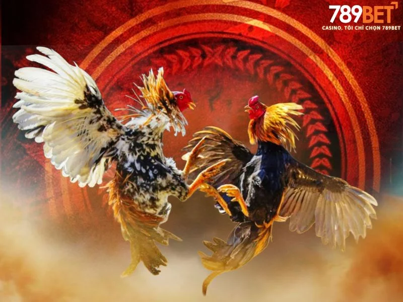 Đá gà 789BET – Kịch tính từng trận đấu Đá gà 789BET – Kịch tính từng trận đấu